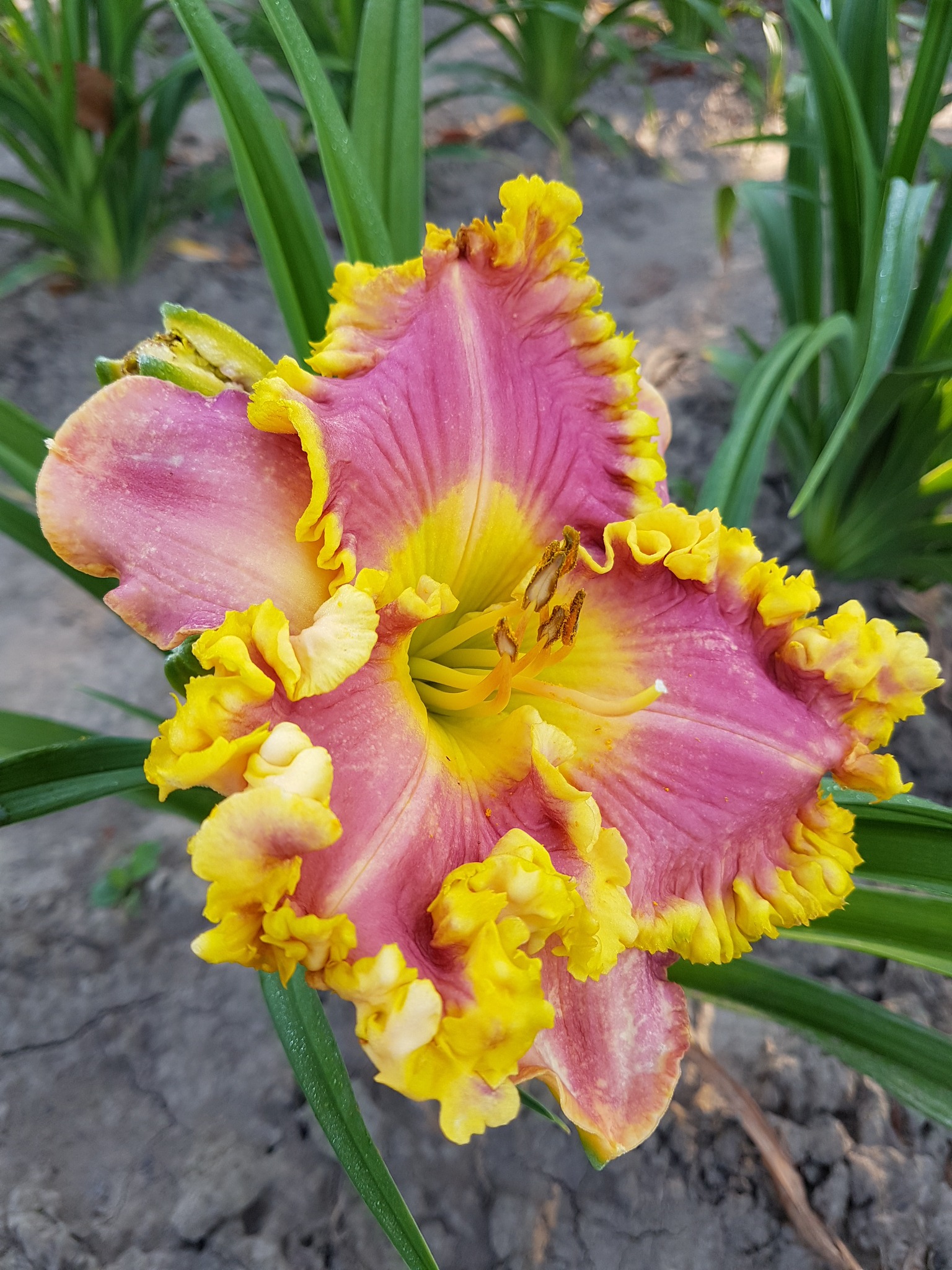 Лілейник крупноквітковий - Orchid and Gold